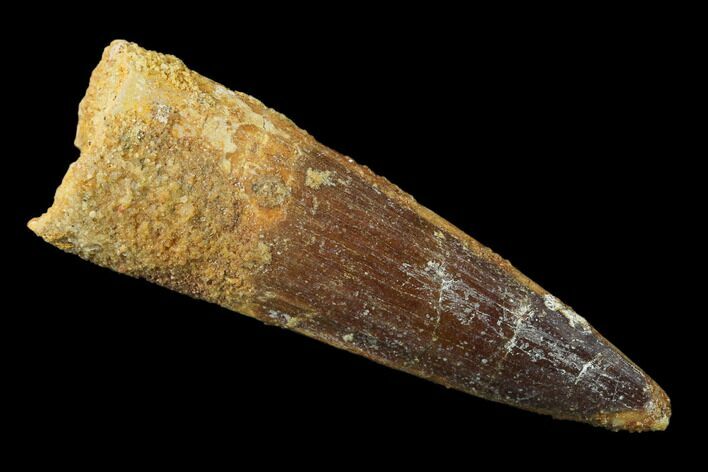 Spinosaurus Tooth - Real Dinosaur Tooth #136240